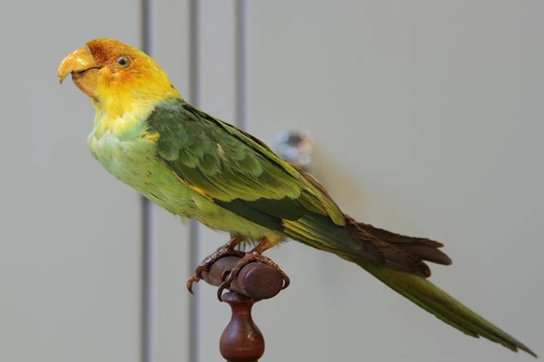 What made the Carolina parakeet unique?, Plumage Color