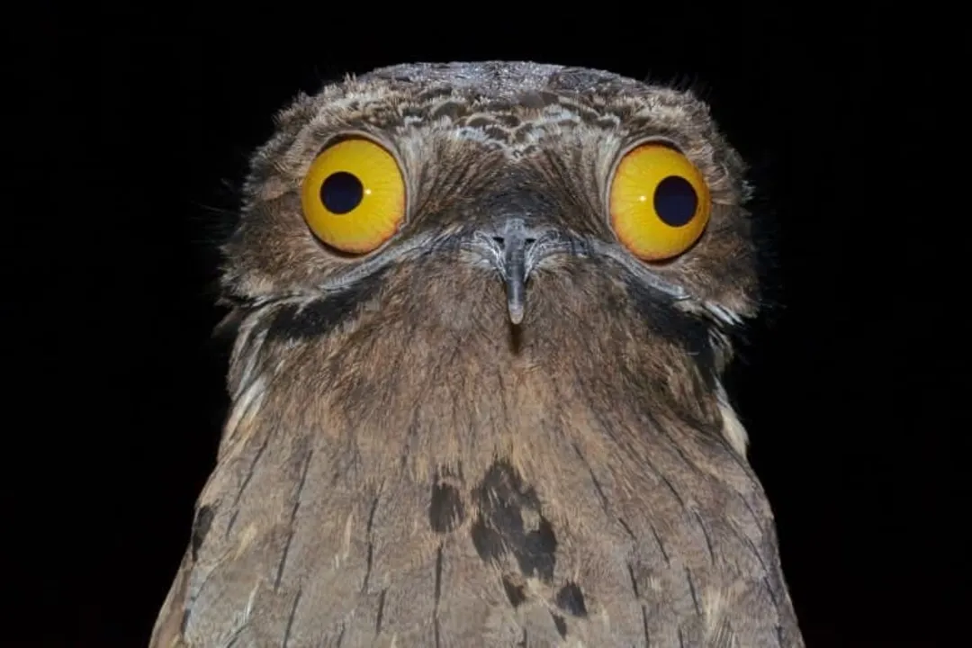 What makes a potoo owl unique?, Not Owls