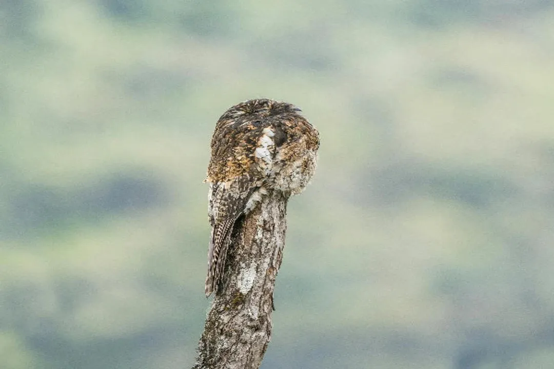 What makes a potoo owl unique?, Branch Mimicry
