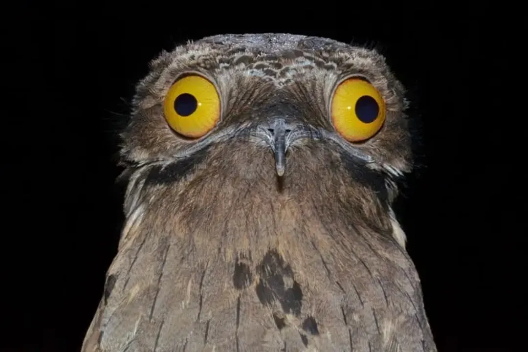 What makes a potoo owl unique?, Nocturnal Hunting