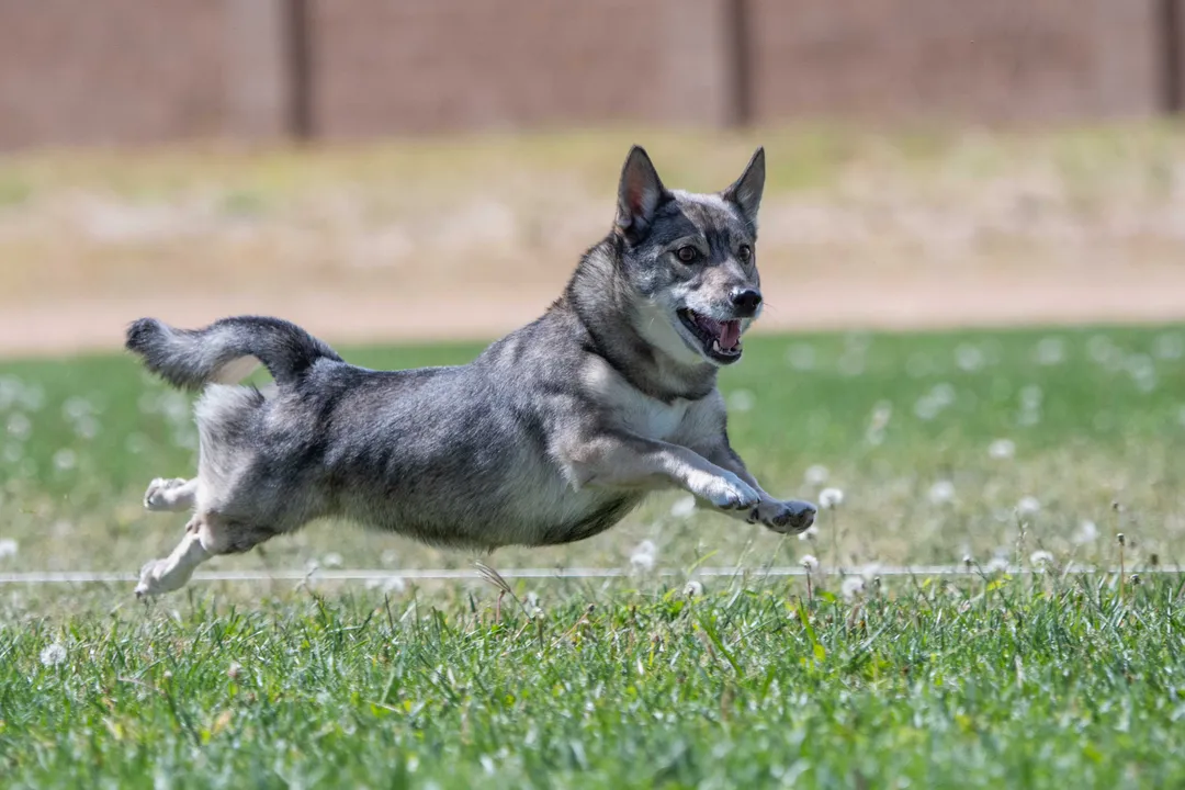 What makes a Swedish Vallhund?, Daily Care