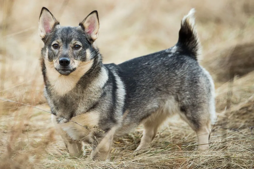 What makes a Swedish Vallhund?