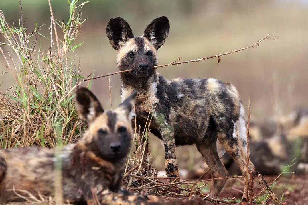What makes African wild dogs unique?, Pack Dynamics