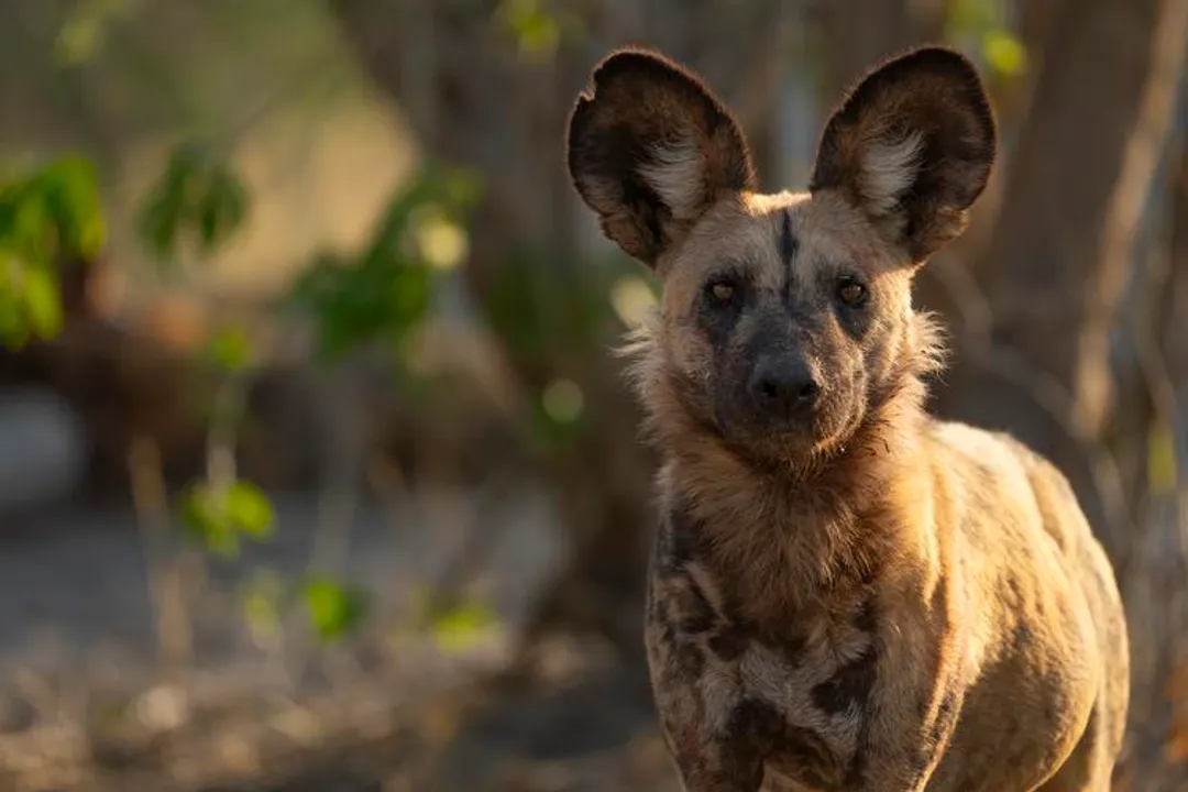 What makes African wild dogs unique?