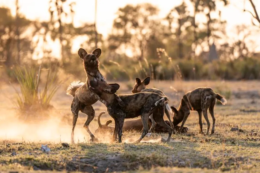 What makes African wild dogs unique?, Blotchy Coats
