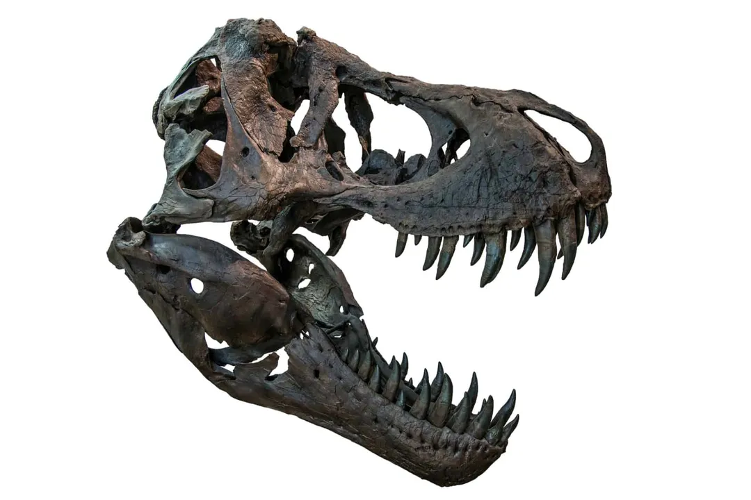 What makes Barinasuchus unique?, Running Anatomy