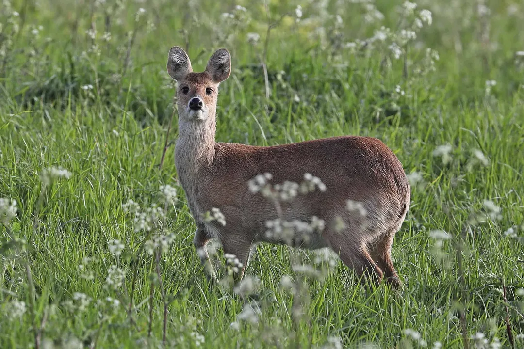 What makes Chinese water deer unique?, Profile Small