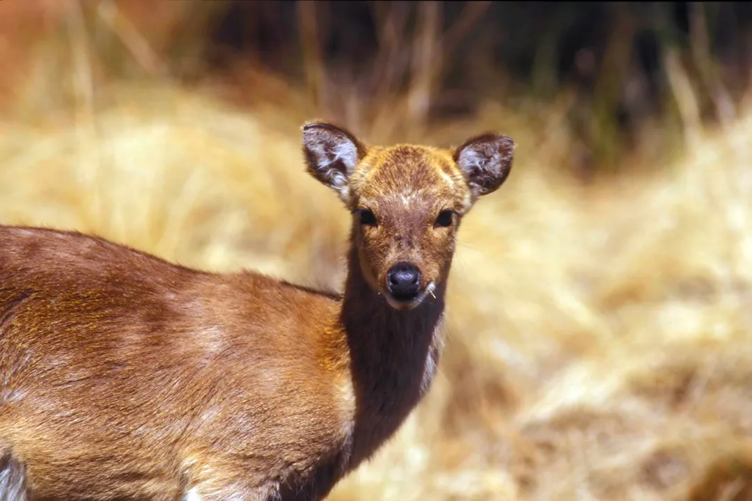 What makes Chinese water deer unique?, Wetland Niche