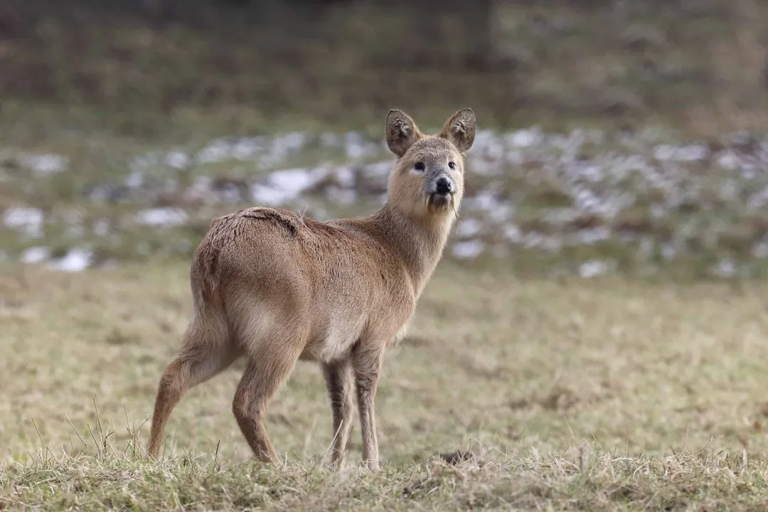 What makes Chinese water deer unique?