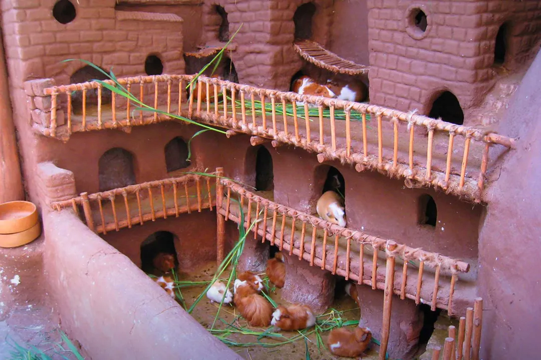 What makes Peruvian guinea pigs unique?, Domestication Differences