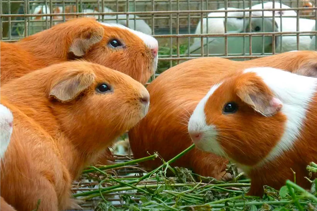What makes Peruvian guinea pigs unique?