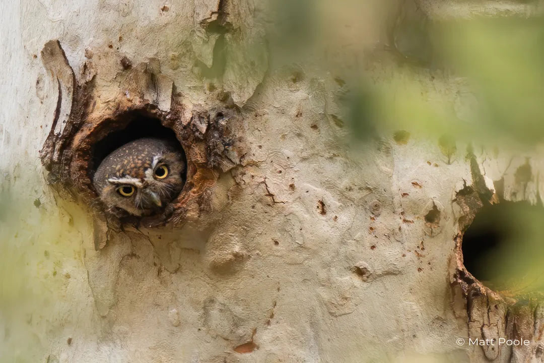 What makes the elf owl unique?, Cavity Dwelling