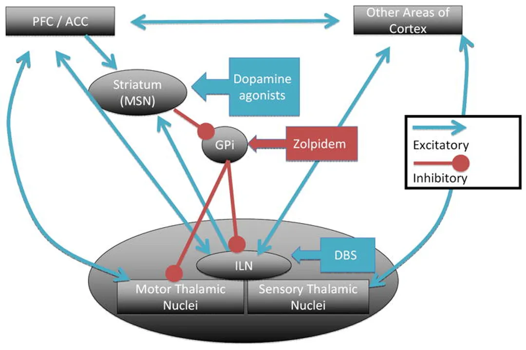 What mechanisms underlie consciousness?