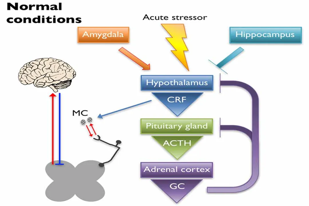 What mechanisms underlie pain perception?, Signaling Stages
