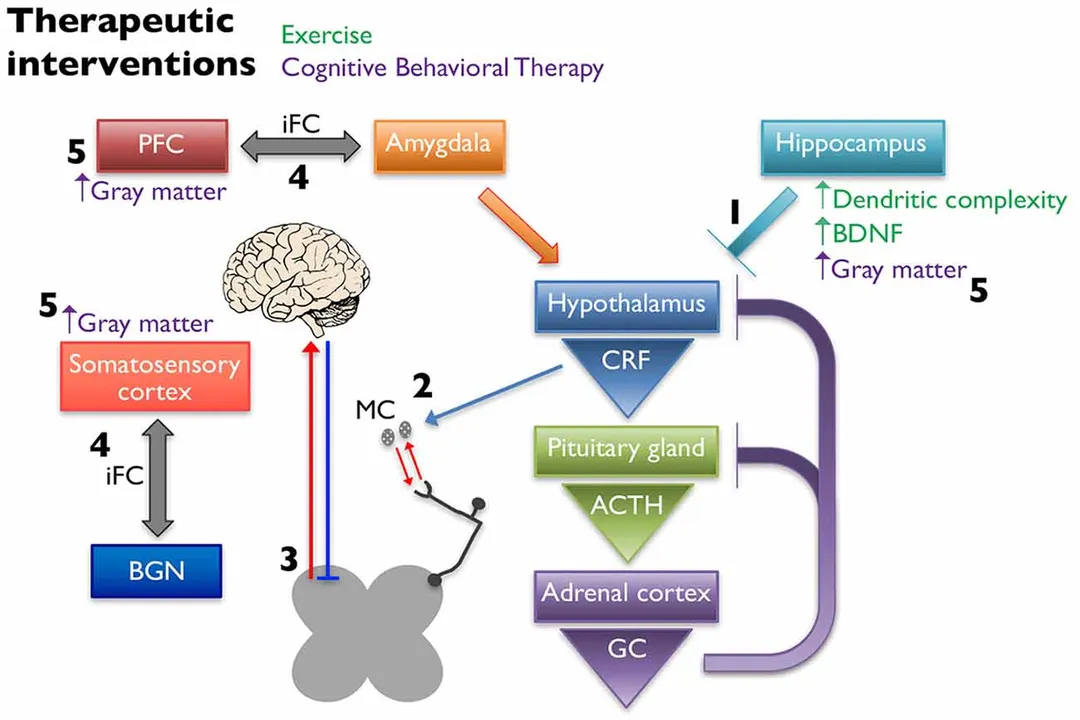 What mechanisms underlie pain perception?