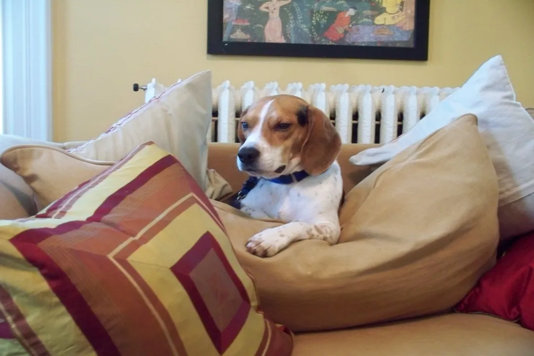 What not to do with a beagle?, Neglecting Fences