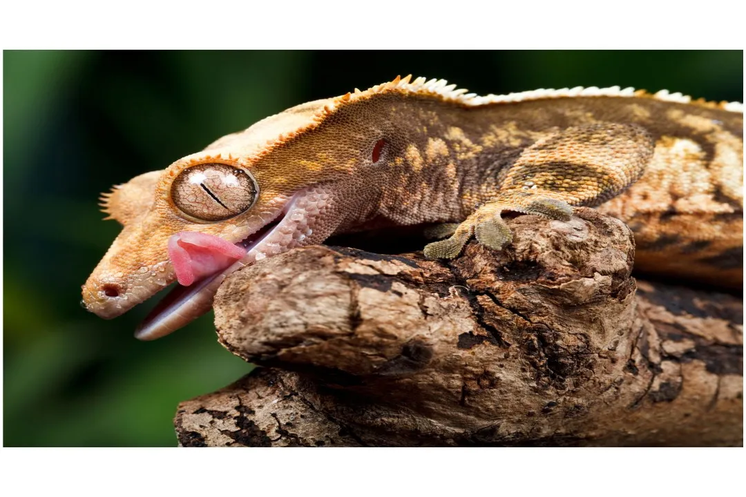 What not to feed crested geckos?