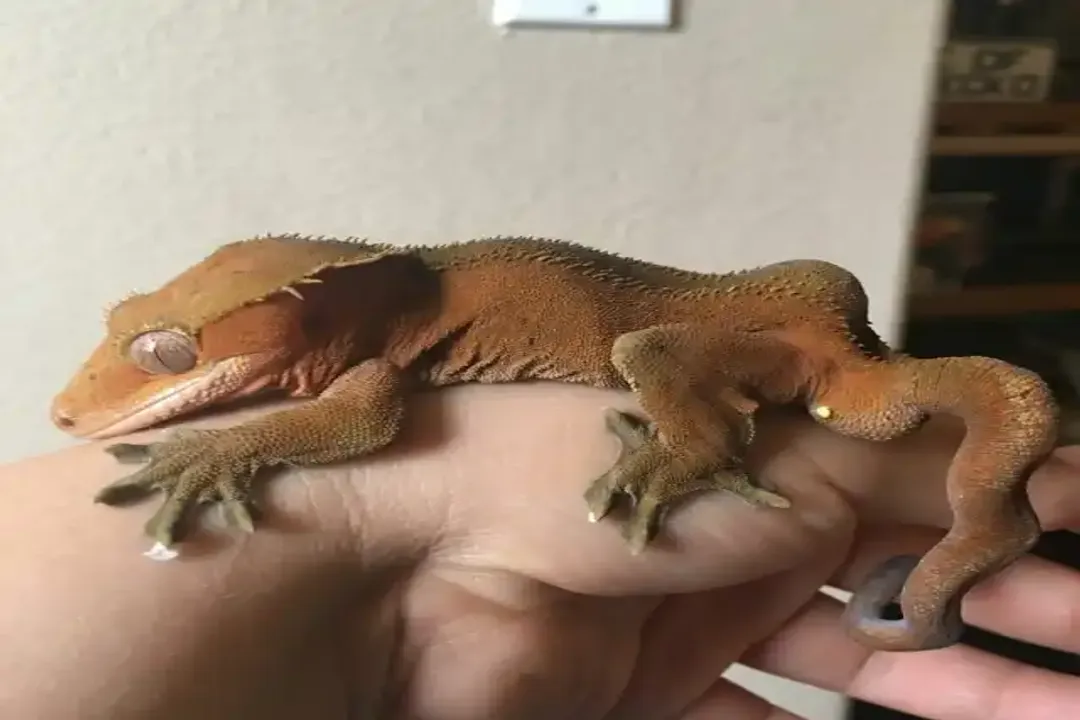 What not to feed crested geckos?, Fruit Pitfalls