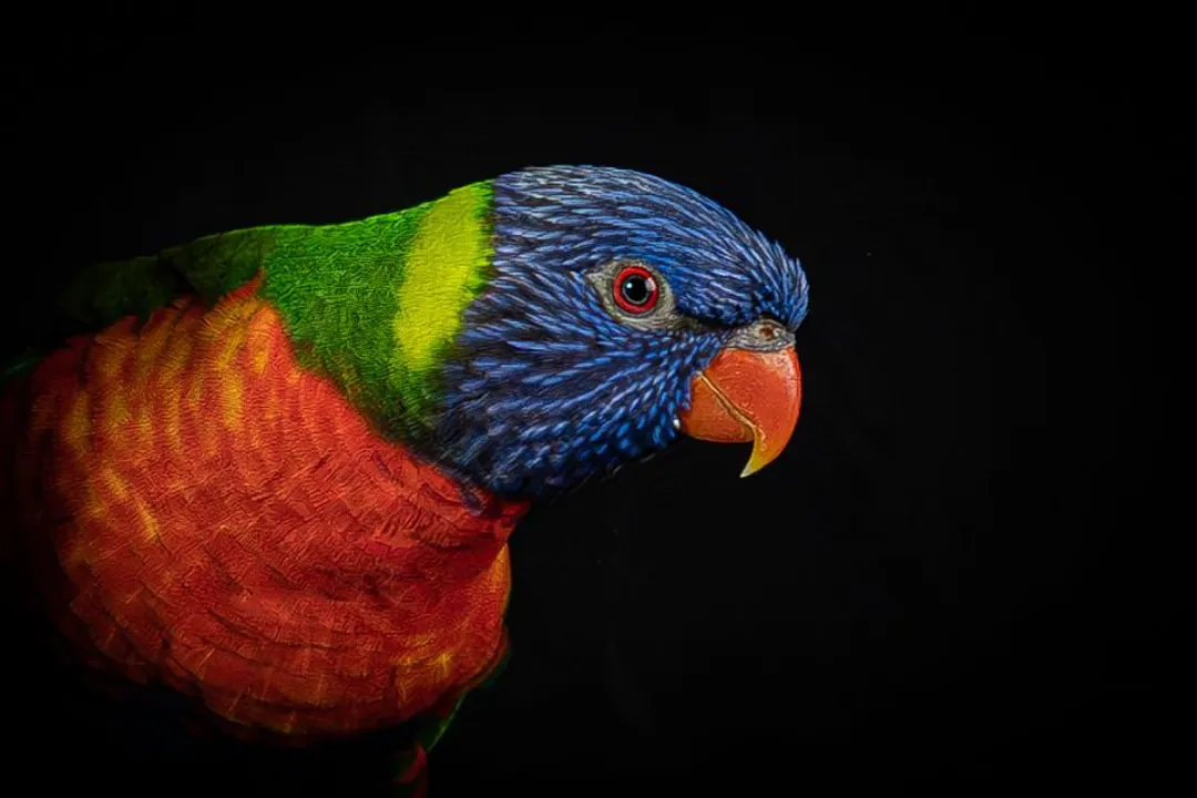 What not to feed Rainbow Lorikeets?, Toxic Items