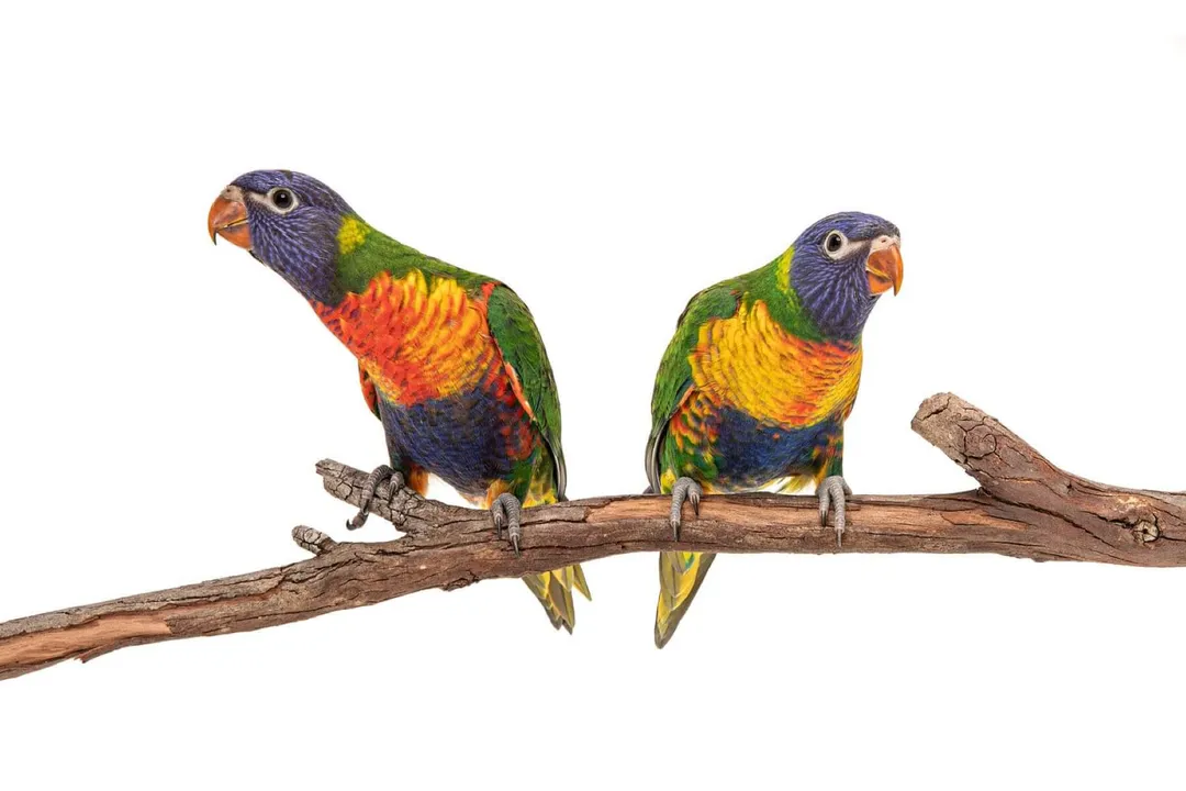 What not to feed Rainbow Lorikeets?