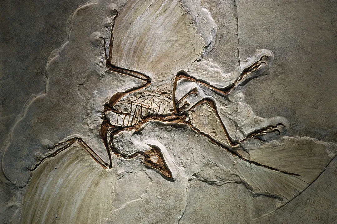What role do fossils play in evolutionary theory?