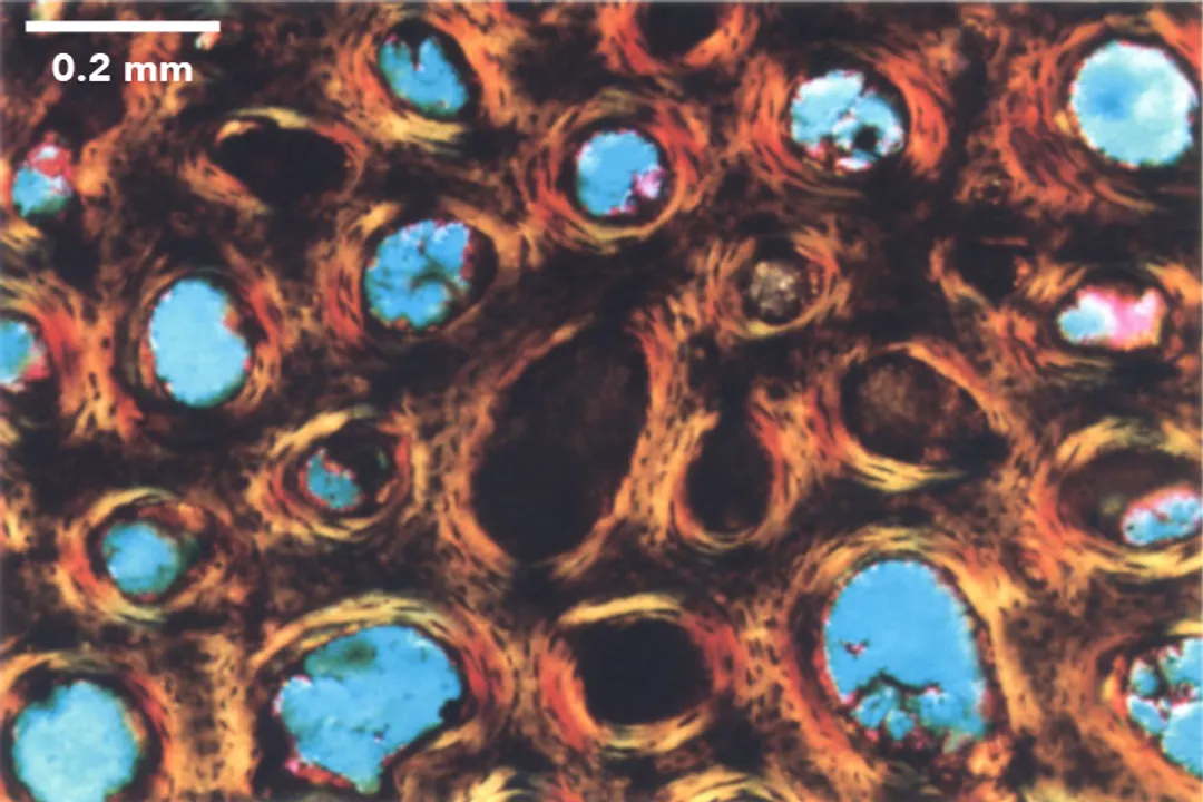 What role do fossils play in evolutionary theory?, Geological Context