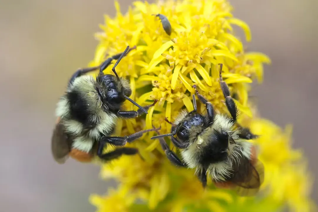 What role do keystone species play?