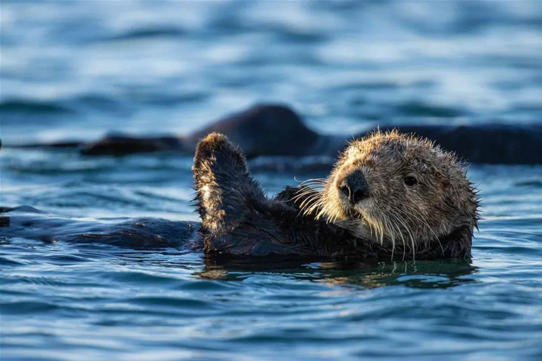 What role do keystone species play?, Vital Links