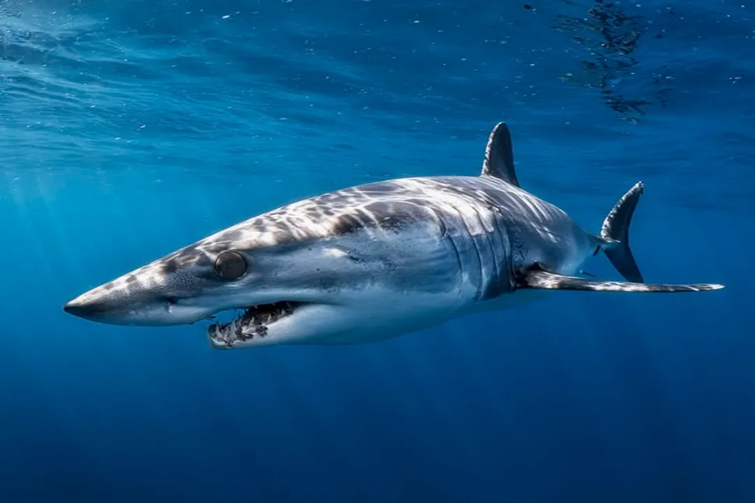 What shark has the highest IQ?, Brain Ratio