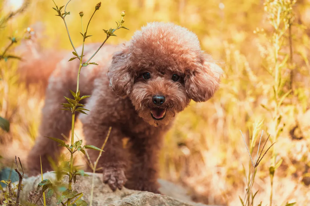 What should a miniature poodle eat?, Food Types