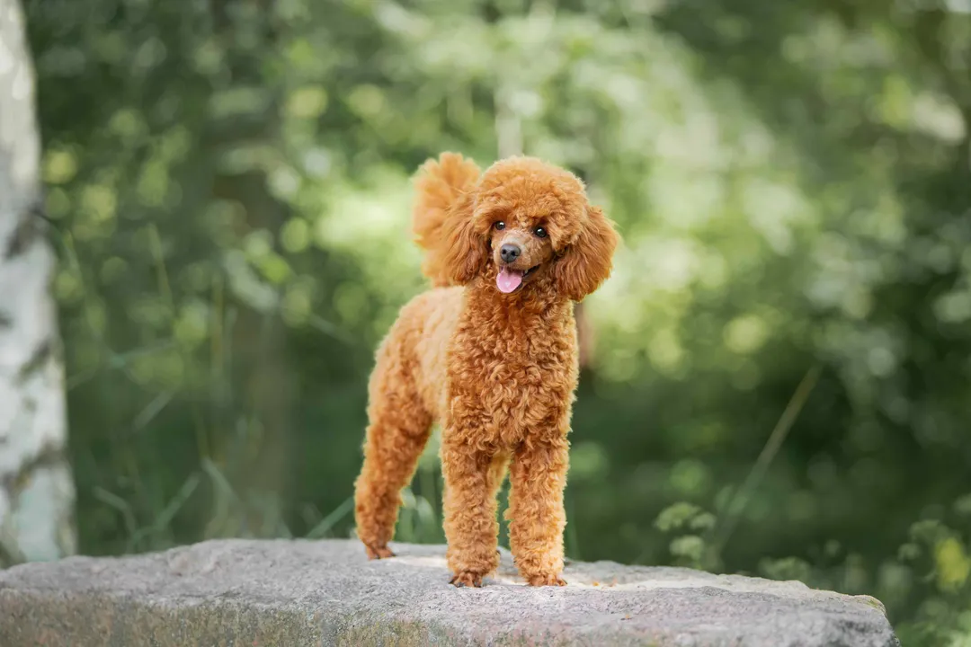 What should a miniature poodle eat?, Age Stages