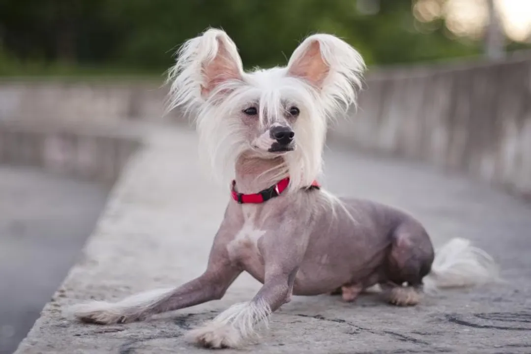 What should I feed my Chinese Crested?, Protein Focus