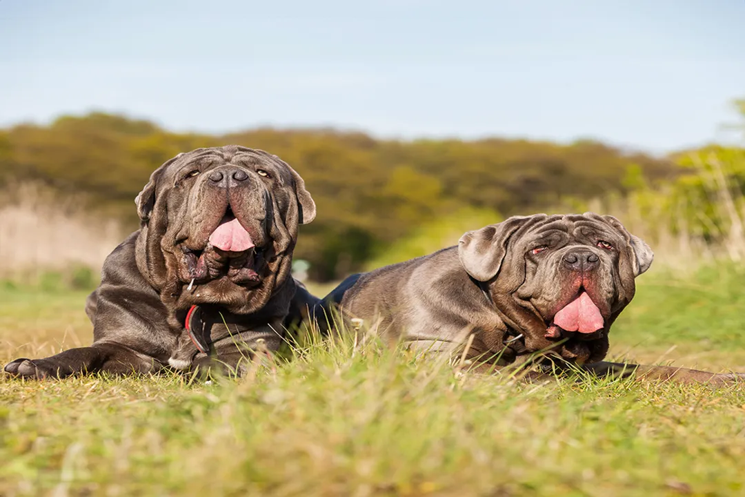 What should I feed my Neapolitan Mastiff?, Breed Needs