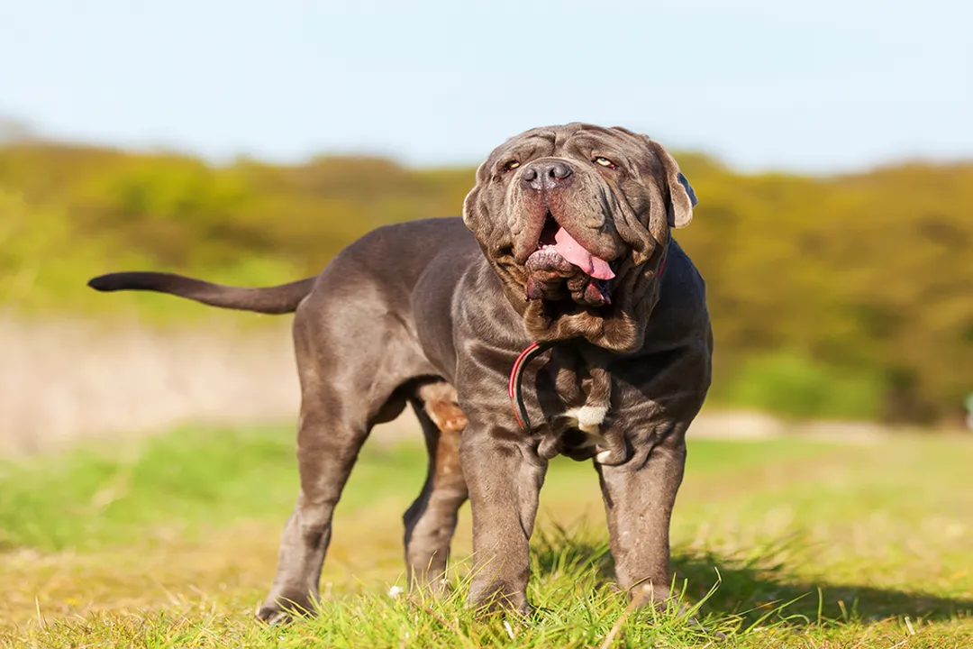 What should I feed my Neapolitan Mastiff?