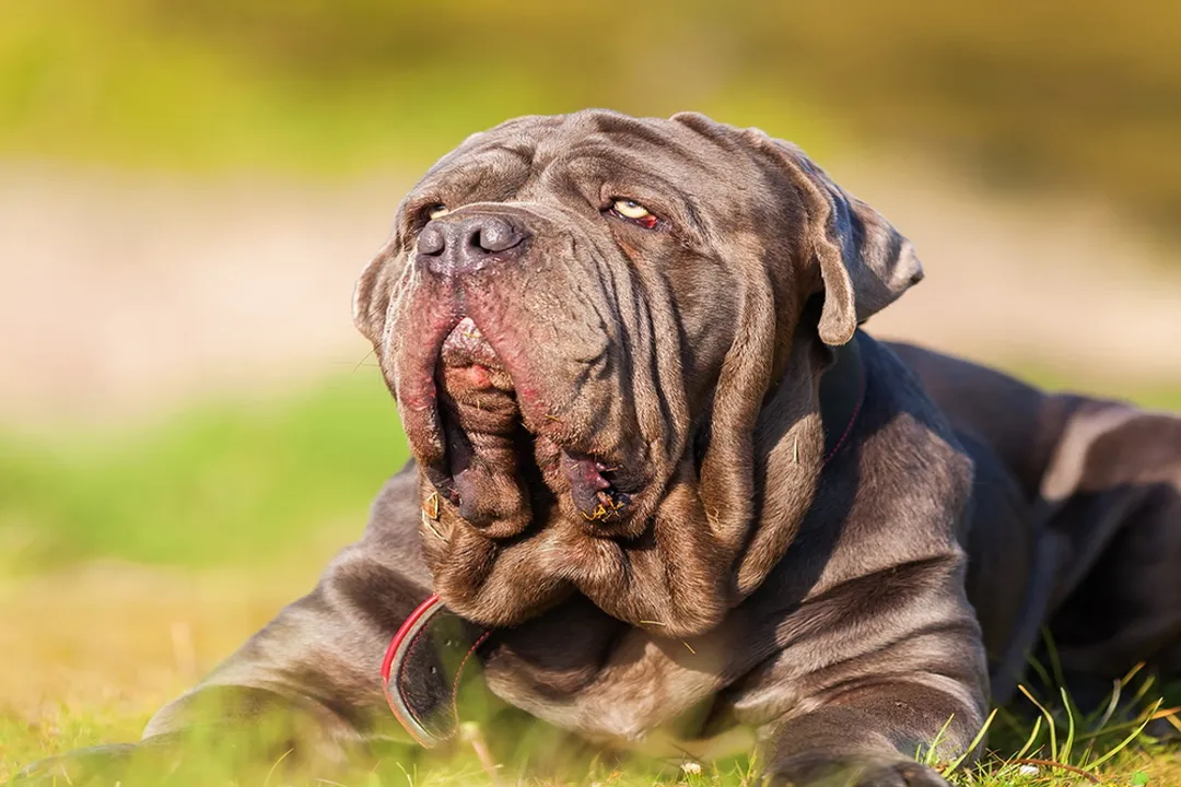 What should I feed my Neapolitan Mastiff?, Puppy Nutrition