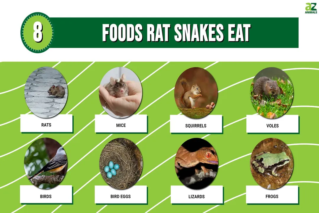 What should I feed my rat snake?, Feeding Frequency