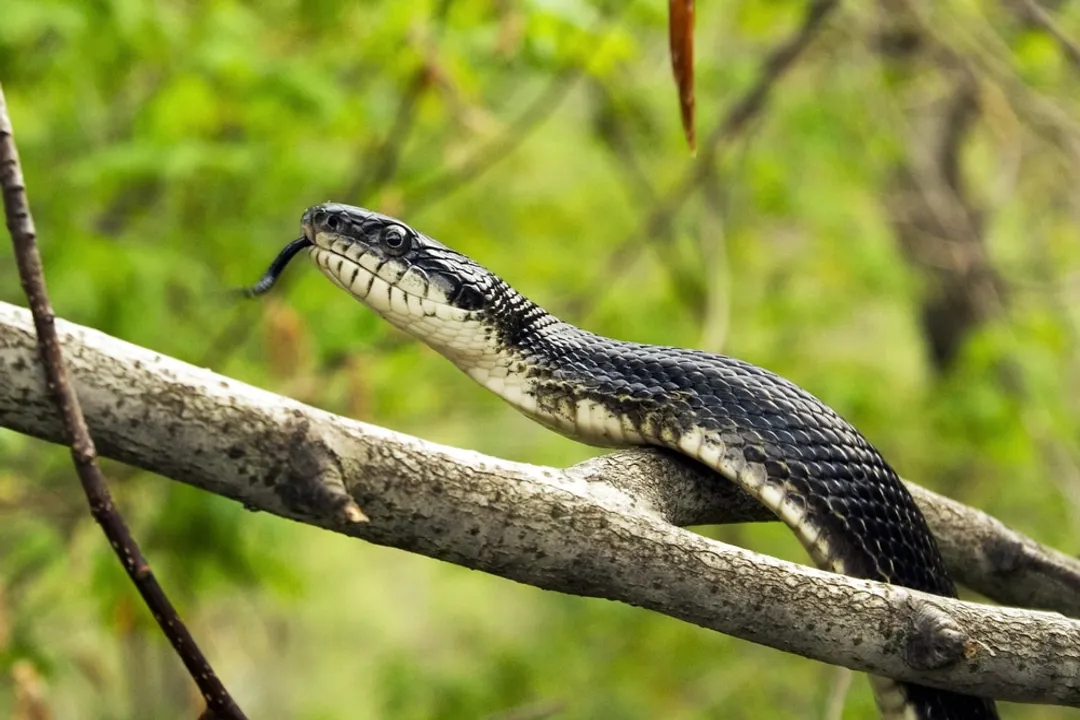 What should I feed my rat snake?, Prey Presentation