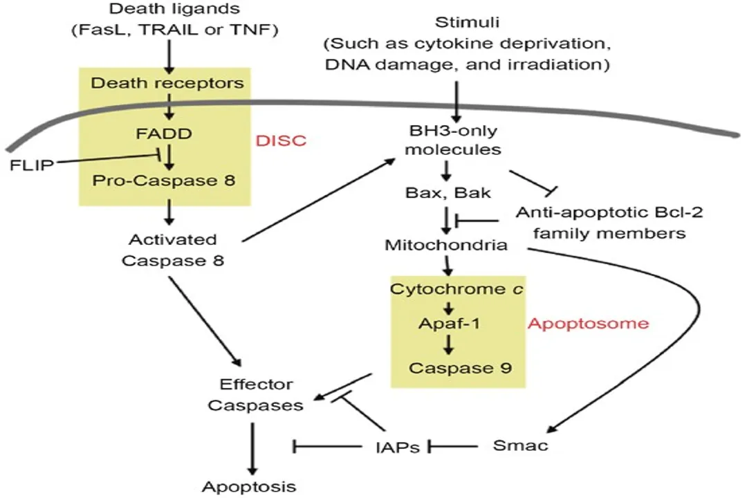 What signals initiate apoptosis?, Cell Demarcation