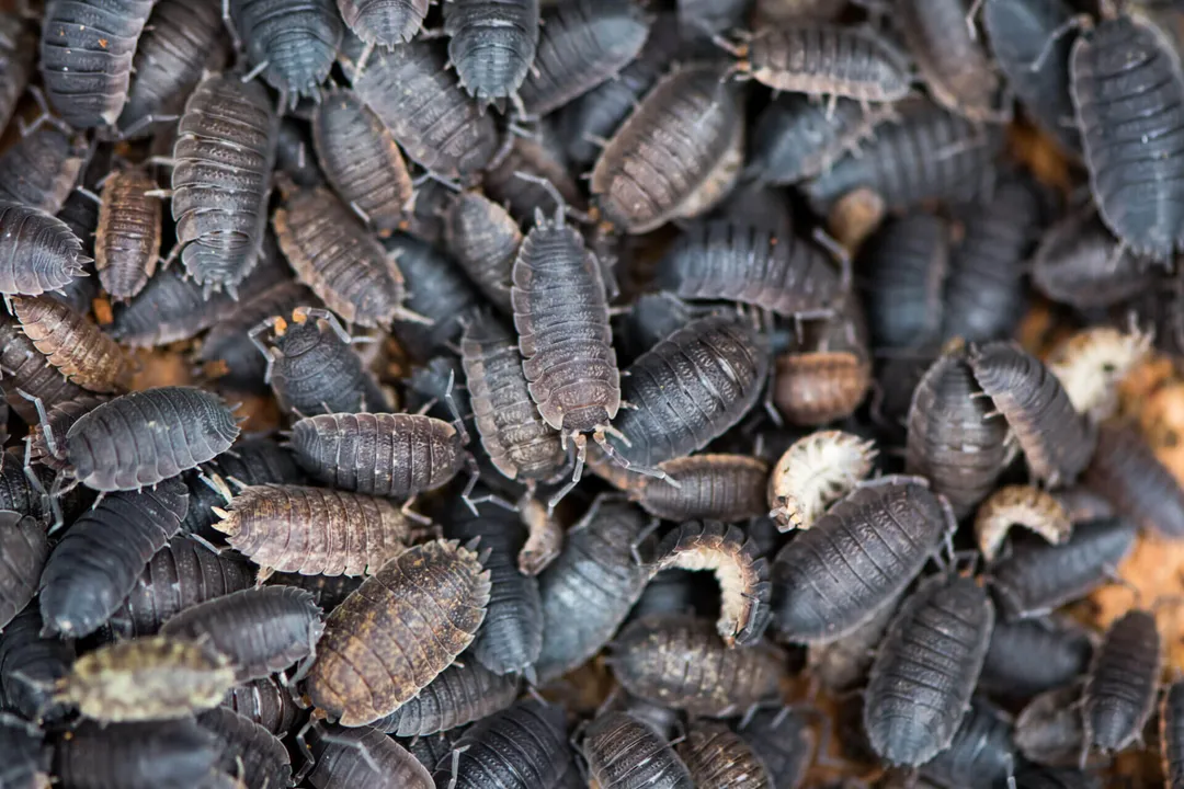 What smell do woodlice hate?, Scent Solutions