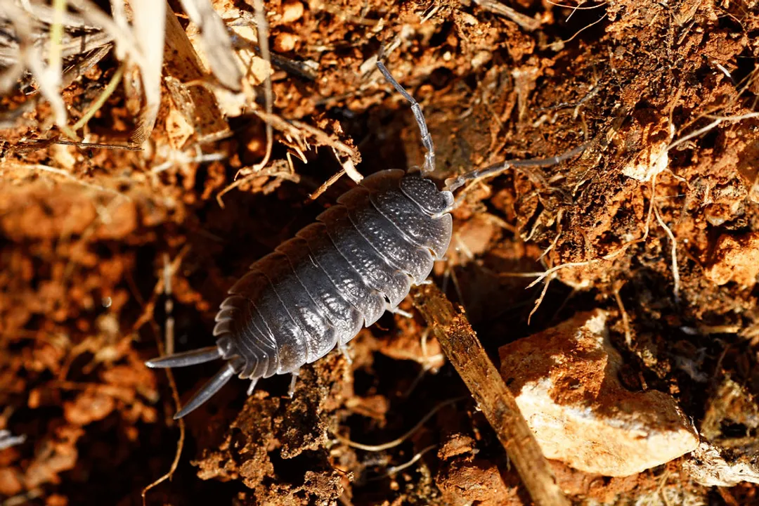 What smell do woodlice hate?
