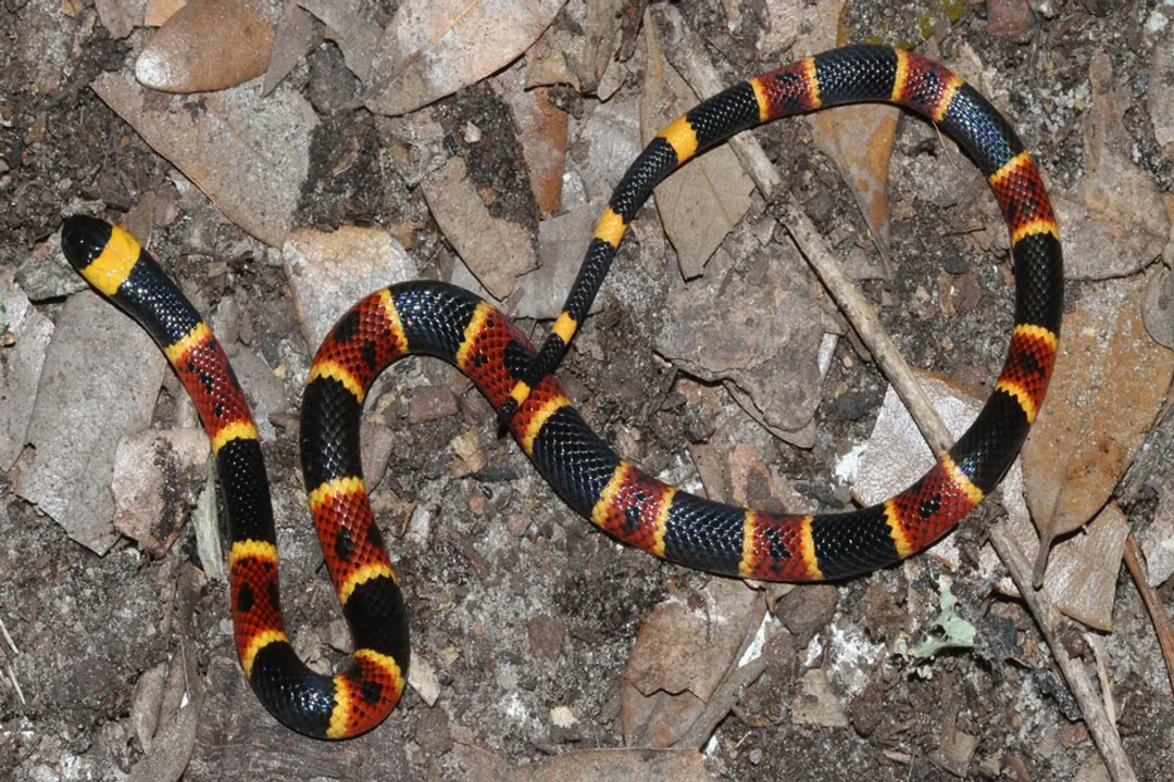 What snake is mistaken for a coral snake?, Regional Caveats