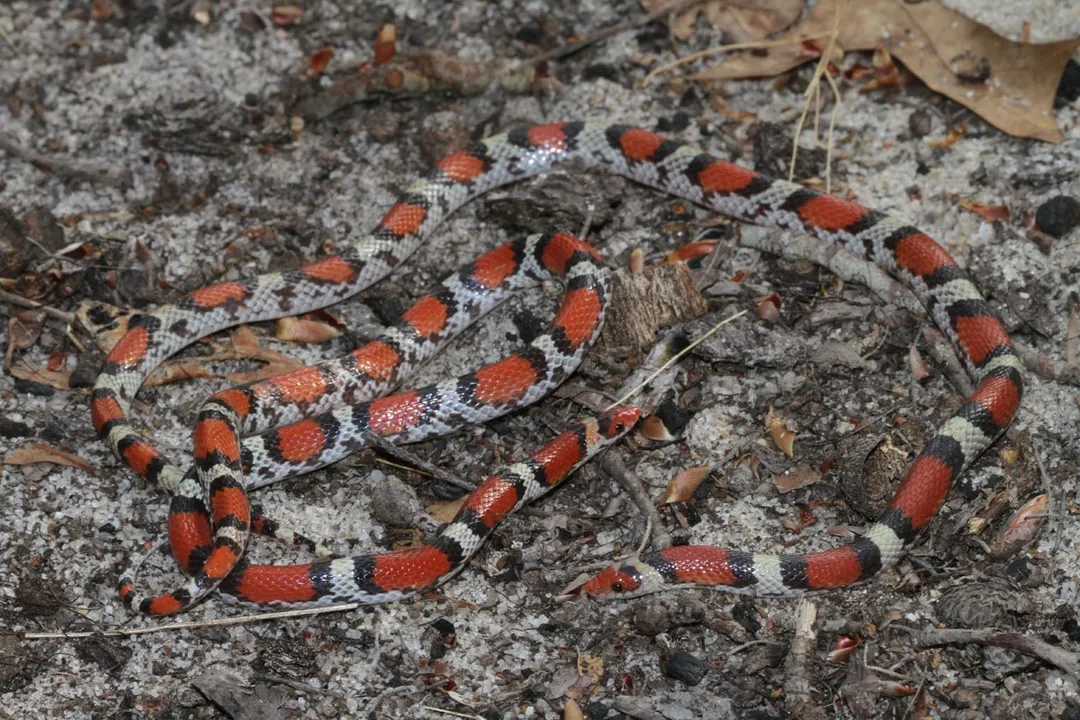 What snake is mistaken for a coral snake?