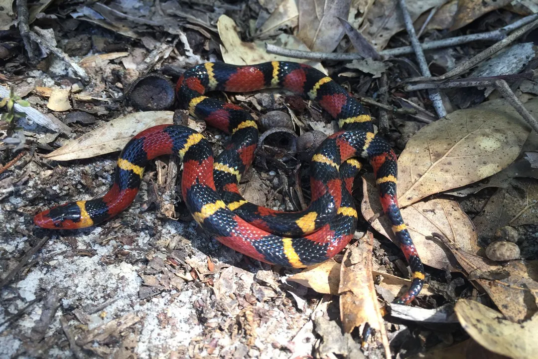 What snake is mistaken for a coral snake?, Lookalike Species