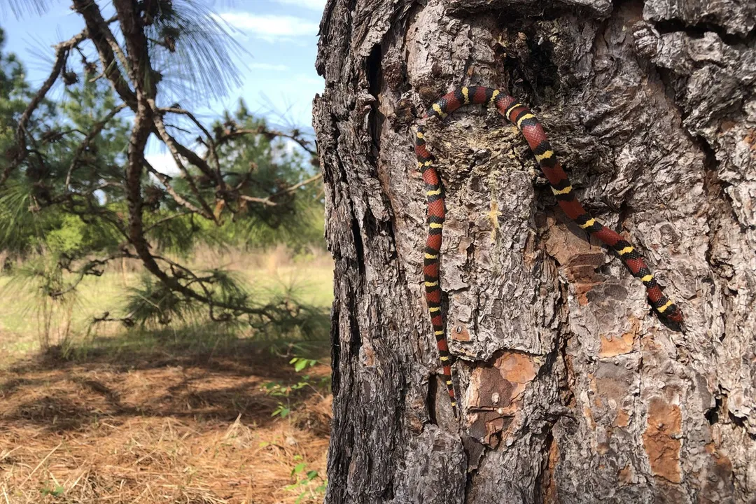 What snake is mistaken for a coral snake?, Physical Markers