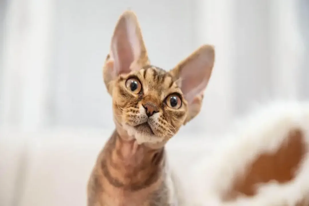 What sort of animal is a Devon Rex?, Physical Look