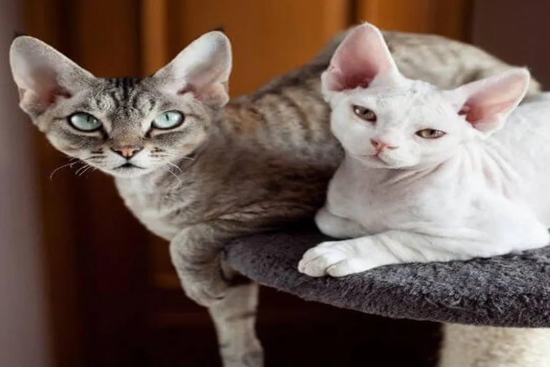 What sort of animal is a Devon Rex?, History