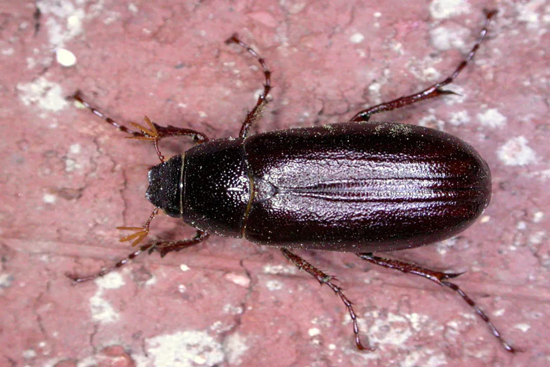 What species is the may beetle?, Common Names