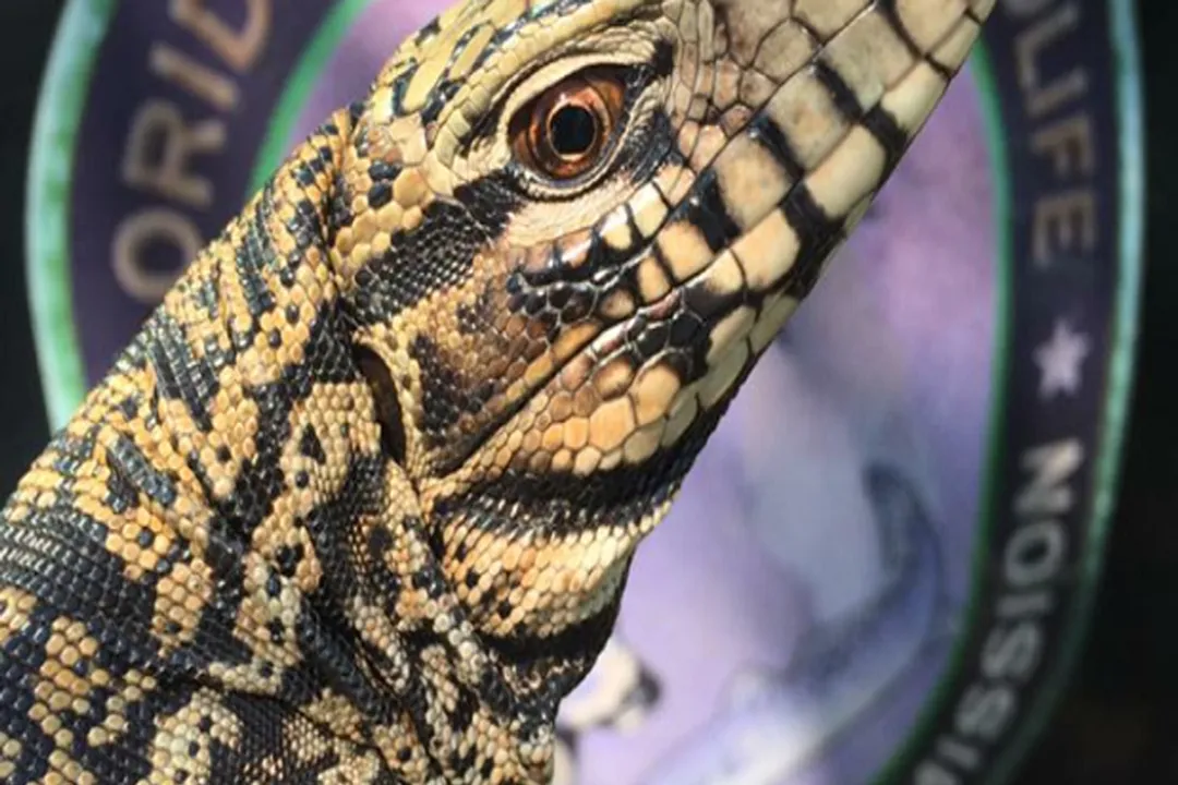 What states are tegus banned in?, Invasive Threats