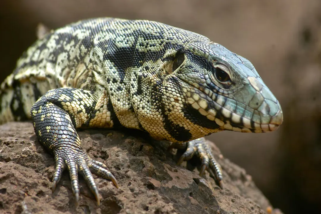 What states are tegus banned in?, Regulatory Complexity