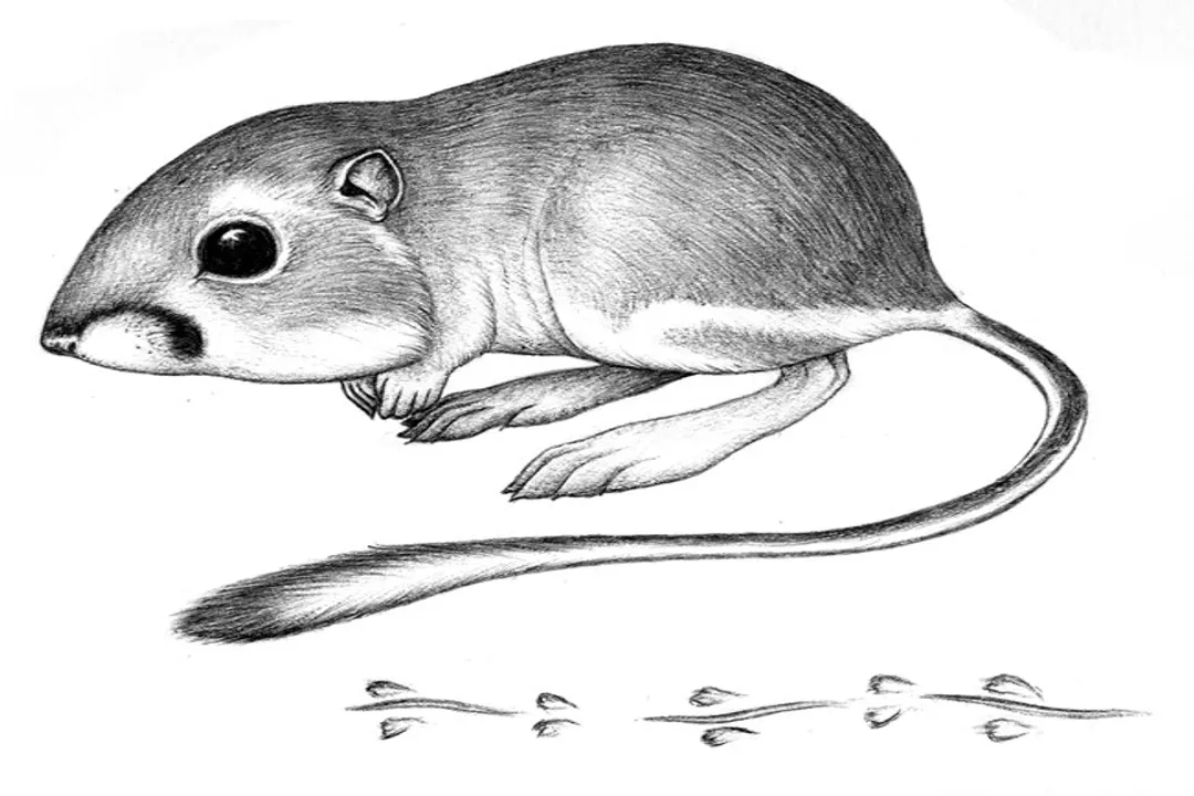 What states do kangaroo rats live in?